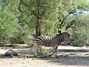 KrugerPark10.jpg