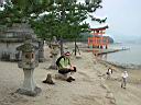 Miyajima10.jpg