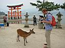 Miyajima13.jpg