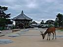 Nara3.jpg